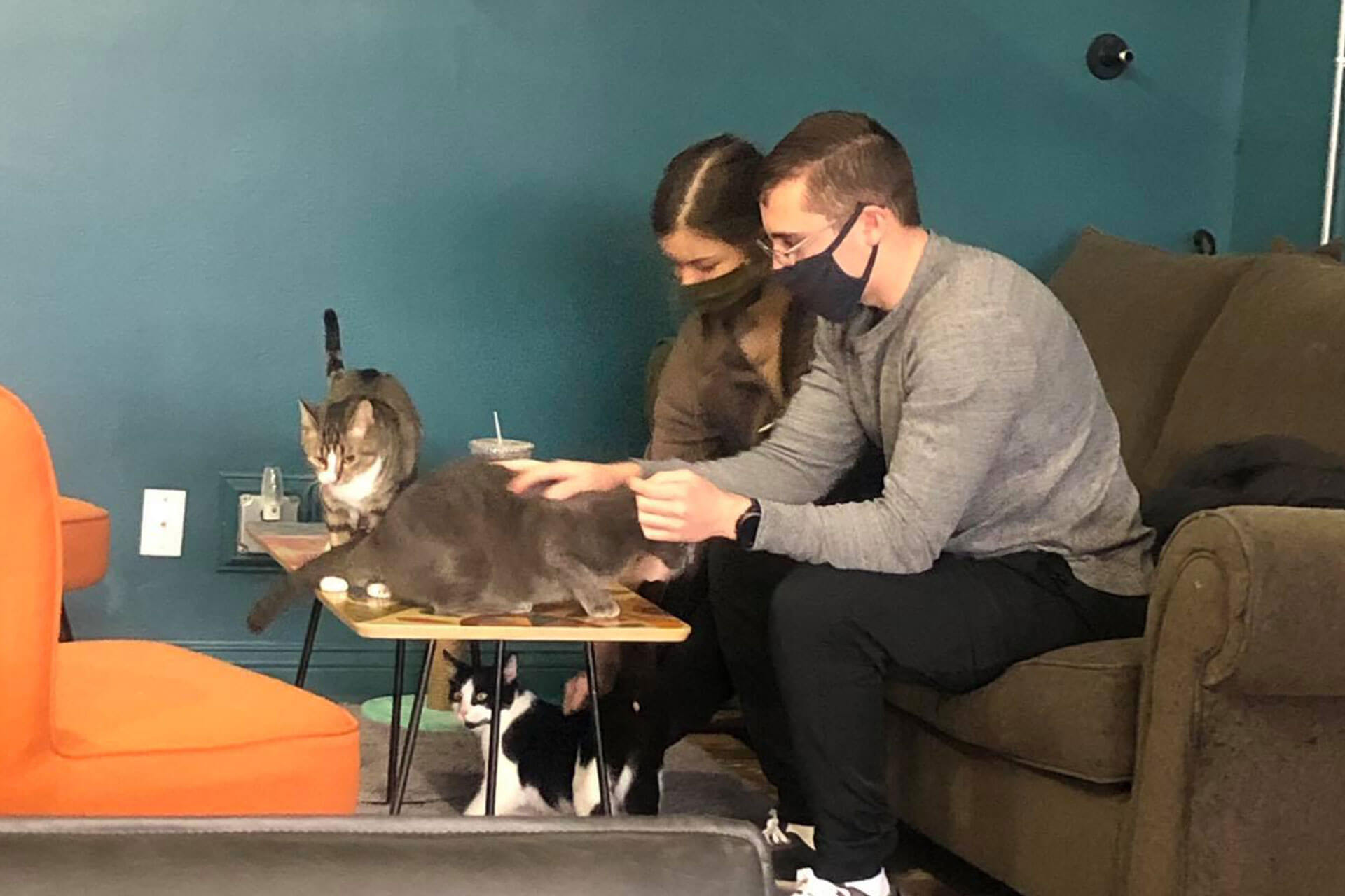 Customers enjoying a snack and some cats.